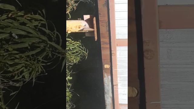 Осы и Шершни смотреть онлайн