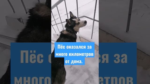 Потеряшка. смотреть онлайн