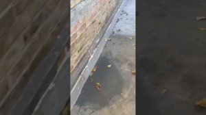 Отмостка, ремонт дорожек из бетона. Ошибки