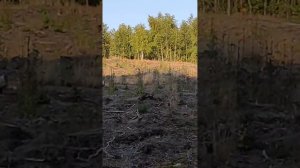 Косули на Курской Косе, мать зовет детеныша