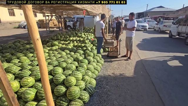 500-600 СУМДАН ТАРВУЗЛАР БУ ЙИЛ ХИРМОН МУЛ | ТУРТКУЛЬ КОВУН ТАРВУЗ БОЗОР НАРХЛАРИ 23 июля 2024 г.