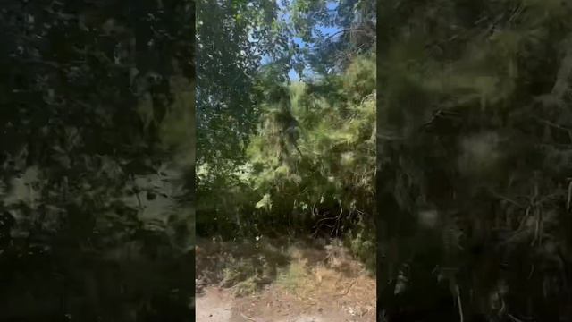 Экскурсия 🎈🤌🏻☕️ #батайск #домиансемейный #ростовнадону #квартира #отзастройщика #domianfamily смотреть онлайн