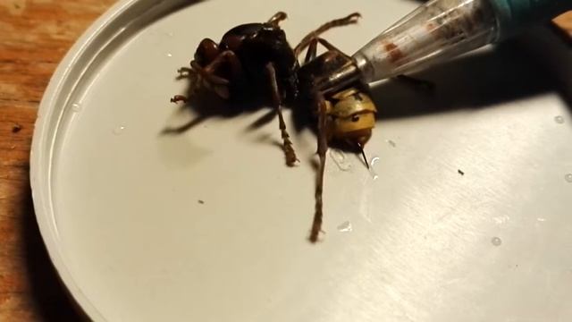 Шершень смотреть онлайн