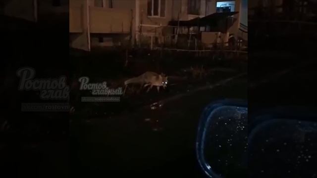 В Ростов пришли лисы смотреть онлайн