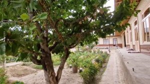 УРГУТ! КАК ЖИВУТ в ГОРНОМ КИШЛАКЕ!ШЬЁМ, ВЫШИВАЕМ, ГОТОВИМ и собираем ЯГОДЫ #самарканд #ургут