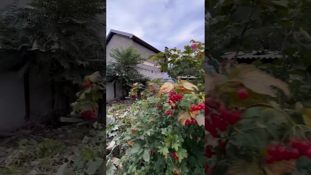 Кабачки + осень= любовь #домиансемейный #батайск #недвижимость #ростовнадону #продажи #работа #дом смотреть онлайн