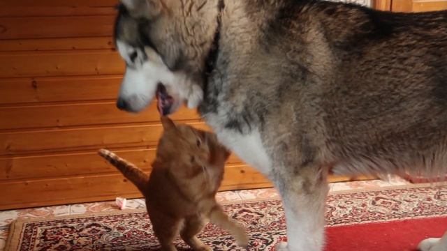 Маламут Роджер и кот Тошка играют... 7 января 2017 г. смотреть онлайн