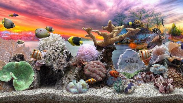 Aquatic Life: Mixed Wallpaper (4K UHD60) Slideshow Background Digital Fish Aquarium смотреть онлайн