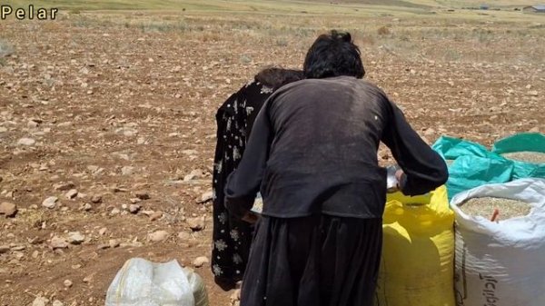 Love and effort: the true story of Ali and Narges for a better life