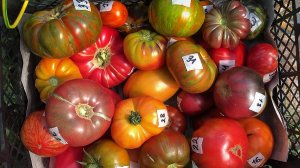 11 проверенных сортов томатов 2024 г