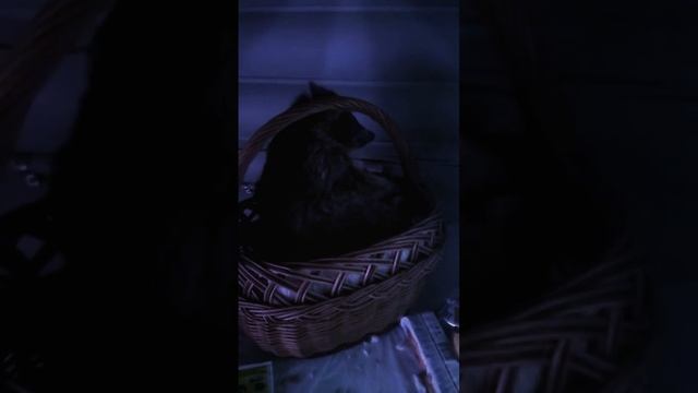 Наш енот в корзине для хлеба смотреть онлайн