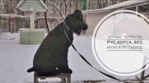 Догтренинг 712. Чёрные 'челюсти': РЧТ, корса,  ВЕО. Мужской подход.