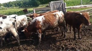 Каких телят лучше покупать на Откорм. Самые лучшие породы быков