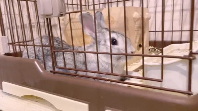 いつでもうさぎを見守りたい☆専用カメラがいらない最強見守りアプリを紹介 смотреть онлайн