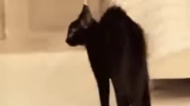 Кот вышел из штаб квартиры кате 🤣🤣🤣🤣 смотреть онлайн