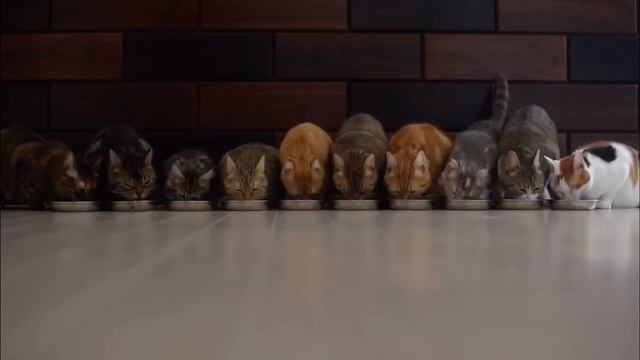 Квартира сильной и независимой женщины смотреть онлайн