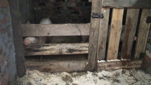 ОБЗОР ХОЗЯЙСТВА// второй год живем в деревне! Самые красивые хрюшки, бройлеры в новом сарае и т.д. смотреть онлайн