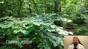 С того свeтa не возвращаются. Рассказ