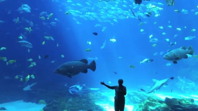 Georgia Aquarium - 720p.mov смотреть онлайн