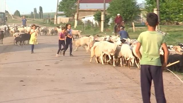 16 ВЫПУСК/ҚАРАПАЙЫМ-ХАНШАЙЫМ/ЖАНАР-ӘЙГЕРІМ смотреть онлайн