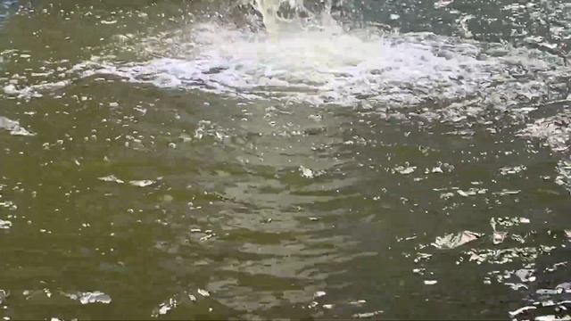 Mac DeMarco - Chamber of Reflection смотреть онлайн