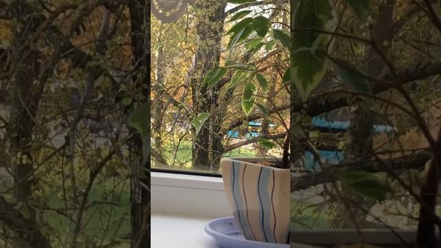 Волгобас отправляется с остановке Улица Ленсовета, 87 г. Санкт-Петербург смотреть онлайн