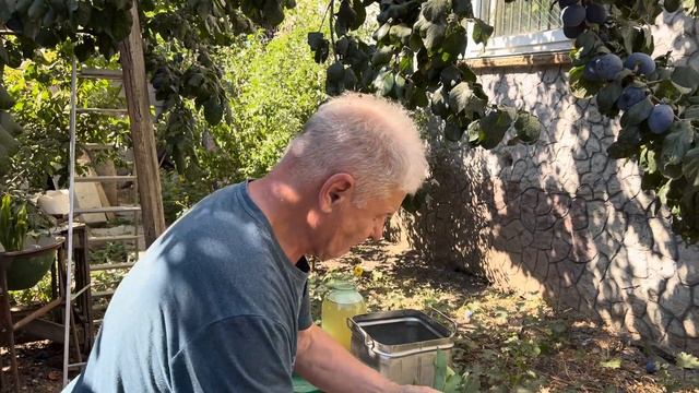 Заготовка слив на зиму методом засолки смотреть онлайн