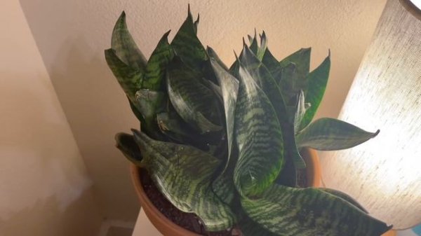 Apartment Plant Tour Fall 2021 | Houseplant Collection Tour of all my Indoor Plants