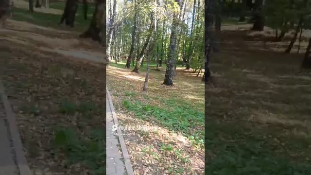 Осень.... 🍁🍁🍁 #shorts #Кострома смотреть онлайн