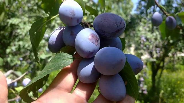 Аксыда шагын ийип, түшүмү мол болгон кайналы сатыкка даяр смотреть онлайн