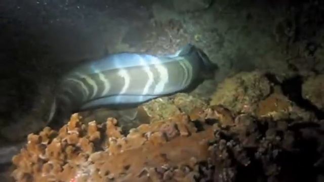 "Black Rock" Night Diving in Ka'anapali Maui, with Extended Horizons Scuba смотреть онлайн