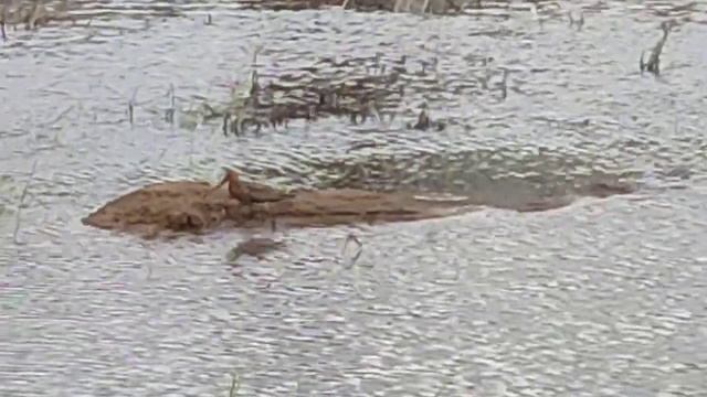 Зяблики. ЖК Плеханово. Тюмень. 26.05.24. смотреть онлайн
