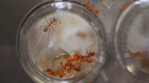 МУРАВЬИ ПОРТНЫЕ OECOPHYLLA SMARAGDINA - КАК СОДЕРЖАТЬ ЭКОФИЛЛ ДОМА