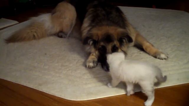 RALICO Birman Kitten смотреть онлайн