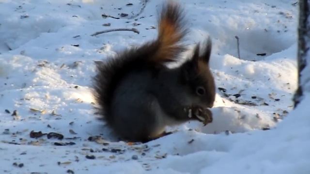 Белочка лузгает семечки смотреть онлайн