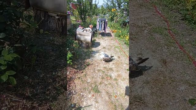 Каркуша улетела #помощьбездомнымживотным #ямыилюша #raccoon #море #енотики #собачки смотреть онлайн