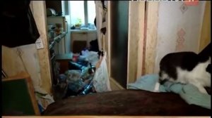 Собрала в квартире мусор и кошек