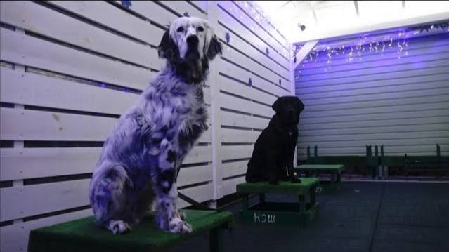 Догтренинг 699. Сложности управления двумя собаками. Гости из Ленинградской области