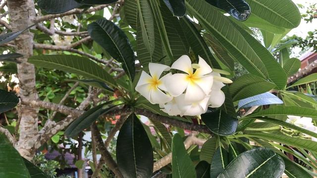 HAAD KHOM, KOH PHANGAN смотреть онлайн
