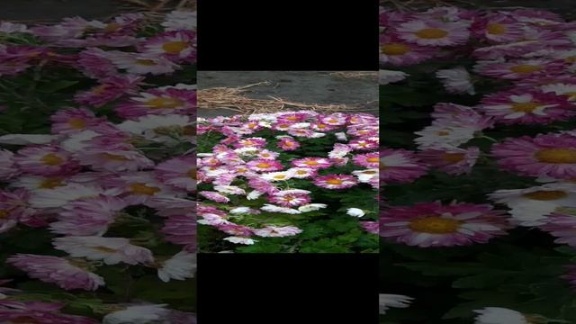 хризантемы в саду смотреть онлайн