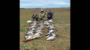 Гусь все еще в Беларуси! Охота на гуся 2024. Охота в Беларуси 31.03.2024