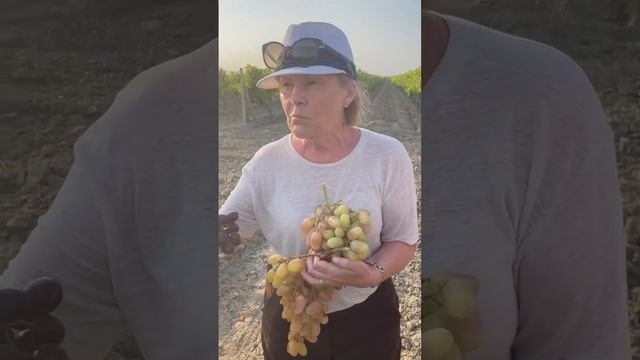 Подарок Несветая смотреть онлайн