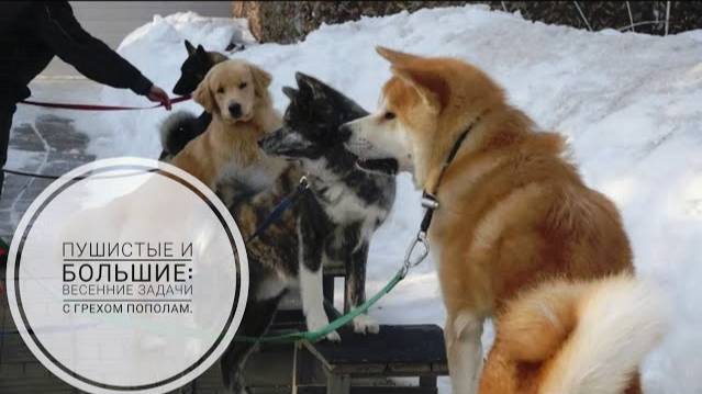 Догтренинг 727. Пушистые и большие: весенние задачи с грехом пополам.