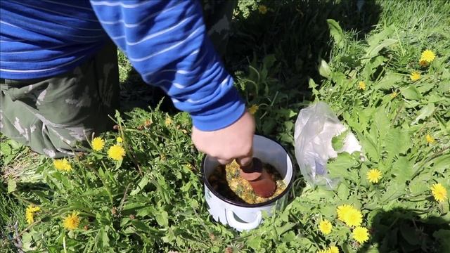Одуванчики с сахаром. Заготовь одуванчики на зиму смотреть онлайн