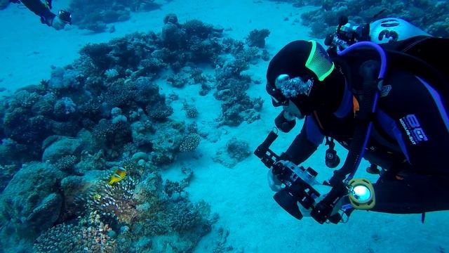 Египет. Марса-эль-Алам. Дайв-сайт Marsa Mubarak 21.12.2023 год (часть 2: погружение 1-ое). смотреть онлайн