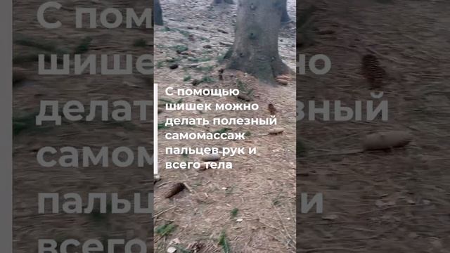 Шишкопад в Кисловодском парке - используйте с пользой #кисловодскийпарк смотреть онлайн