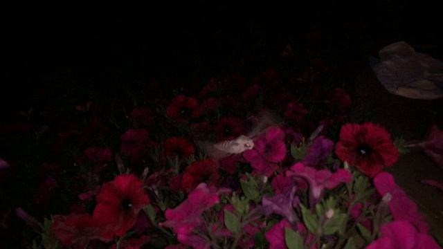 Бражник собирает нектар смотреть онлайн