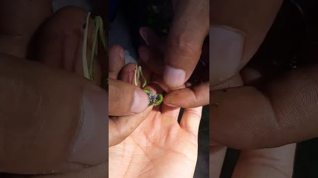 Павлодар мошкара смотреть онлайн