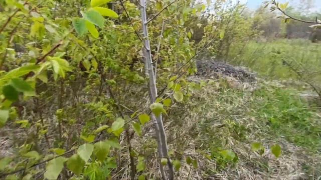 ДАЧА! приобрёл себе дачу. моя загородная недвижимость. поехали на дачу. обзор участка как есть без смотреть онлайн