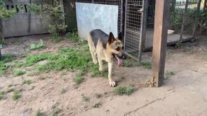 Собаки 🐶 овчарки 🐶 ВЕО 🐶 животные !!!